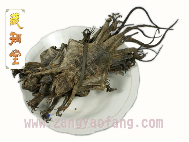 西藏藏蛤蚧